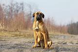 CANE CORSO 732